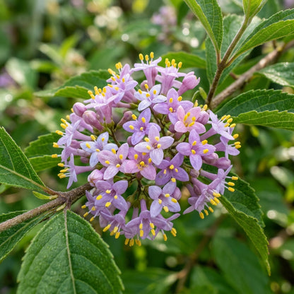 Callicarpa Bodinieri Flower Seeds
