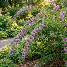 Callicarpa Bodinieri Flower Seeds