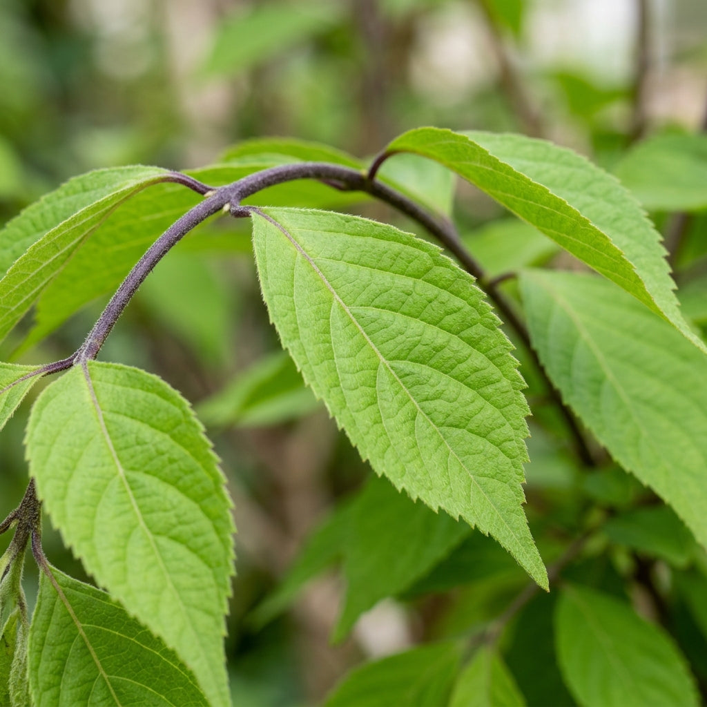 Callicarpa Bodinieri Flower Seeds