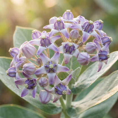 Calotropis gigantea (Milkweed) Seeds for Planting