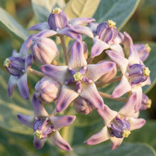 Calotropis gigantea (Milkweed) Seeds for Planting