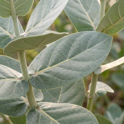 Calotropis gigantea (Milkweed) Seeds for Planting
