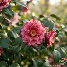 Reale Camellia Seeds for Planting