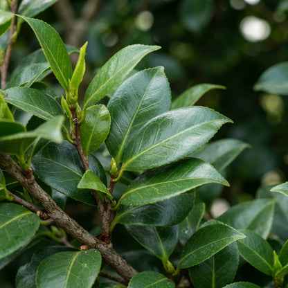 Mixed Camellia Seeds - Camellia Flower Seeds for Garden