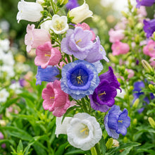Campanula Canterbury Bells Cup and Saucer Mix Seeds - Canterbury Bells Flower Seeds for Garden