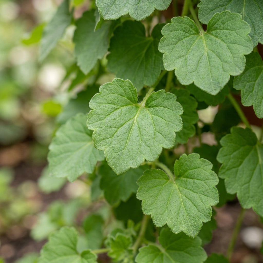 Campanula Poscharskyana var. Lanata Flower Seeds for Planting
