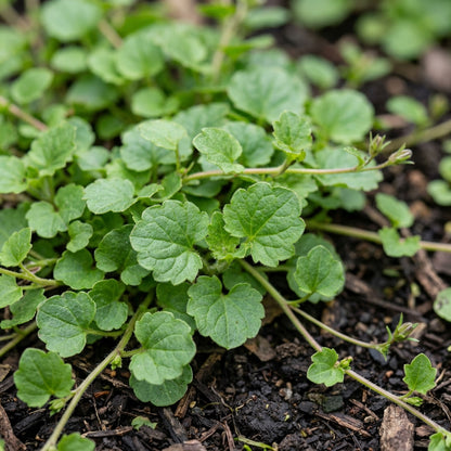 Campanula poscharskyana Seeds for Planting