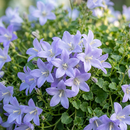 Campanula Poscharskyana var. Lanata Flower Seeds for Planting