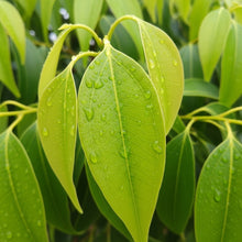 Camphor Tree Seeds for Outdoor Landscape Garden Planting