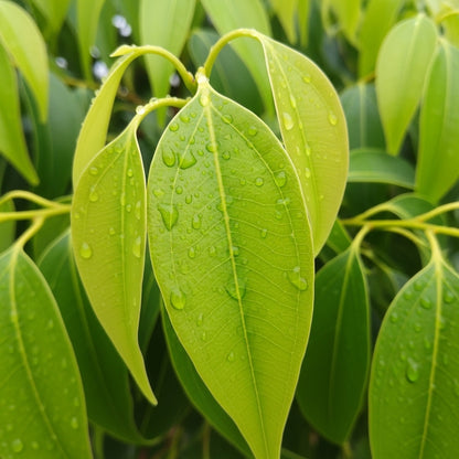 Camphor Tree Seeds for Outdoor Landscape Garden Planting