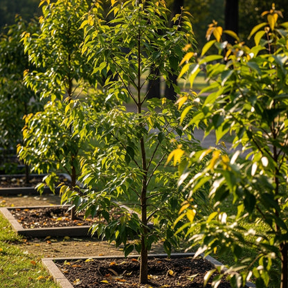 Camphor Tree Seeds for Outdoor Landscape Garden Planting
