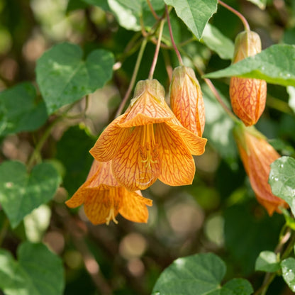 Canarina Canariensis Flower Seeds