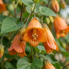 Canarina Canariensis Flower Seeds