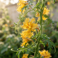 Canary Creeper (Tropaeolum peregrinum) Flower Seeds for Planting
