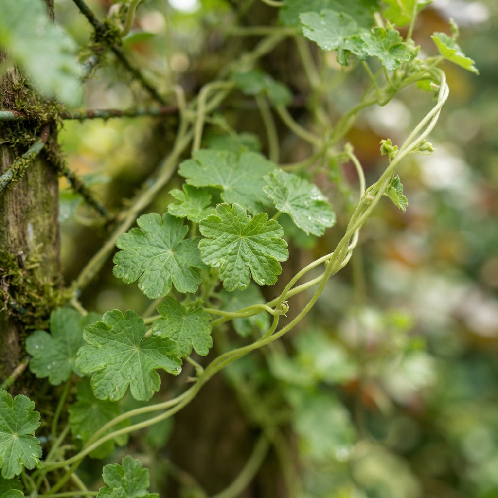Canary Creeper (Tropaeolum peregrinum) Flower Seeds for Planting