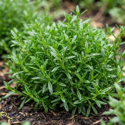 Candytuft Iberis amara White Flower Seeds for Garden Planting