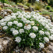 Candytuft (Iberis sempervirens) Seeds for Planting