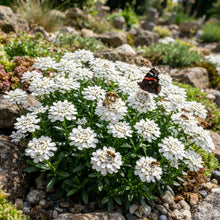 Candytuft (Iberis sempervirens) Seeds for Planting