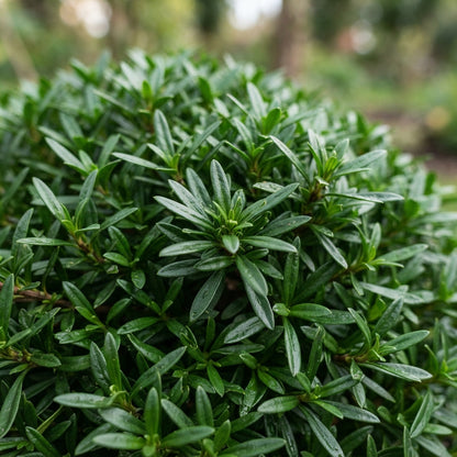 Candytuft (Iberis sempervirens) Seeds for Planting