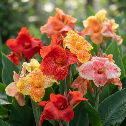 Canna Lily Mixed Color Flower Seeds for Planting