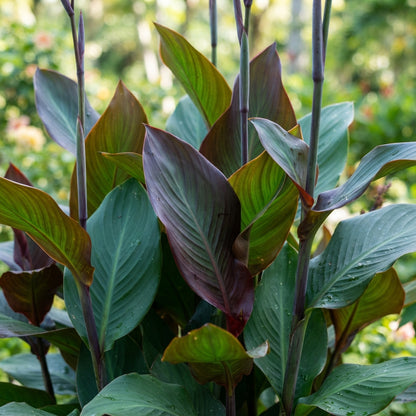 Canna Lily Mixed Color Flower Seeds for Planting