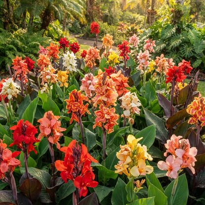 Canna Lily Mixed Color Flower Seeds for Planting