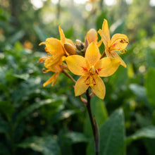 Canna jaegeriana Seeds for Planting