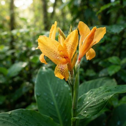 Canna jaegeriana Seeds for Planting