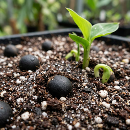 Canna tuerckheimii Flower Seeds for Planting