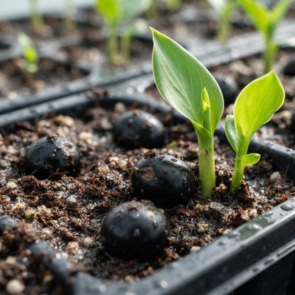Canna jaegeriana Seeds for Planting