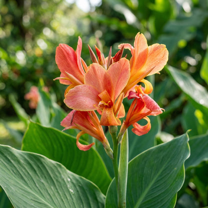 Canna tuerckheimii Flower Seeds for Planting