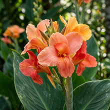 Canna tuerckheimii Flower Seeds for Planting