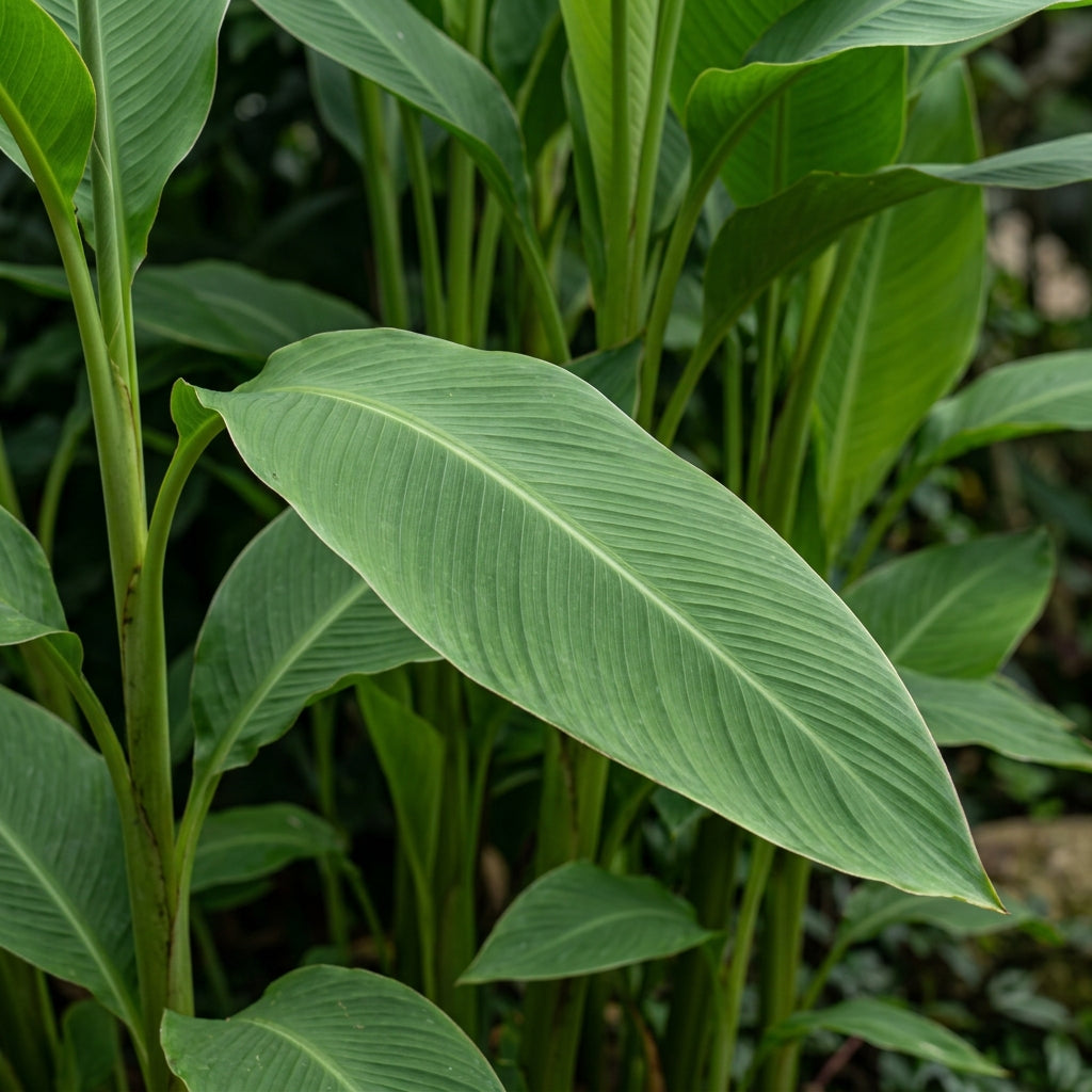 Canna tuerckheimii Flower Seeds for Planting