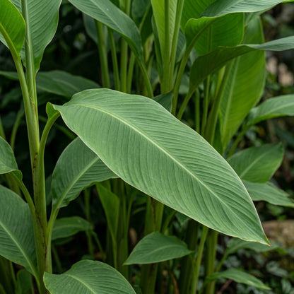 Canna tuerckheimii Flower Seeds for Planting