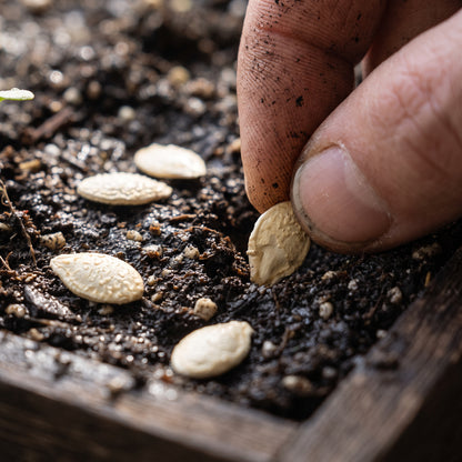 Minnesota Midget Cantaloupe Seeds for Planting