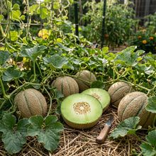 Green Flesh Rocky Ford Cantaloupe Seeds for Planting