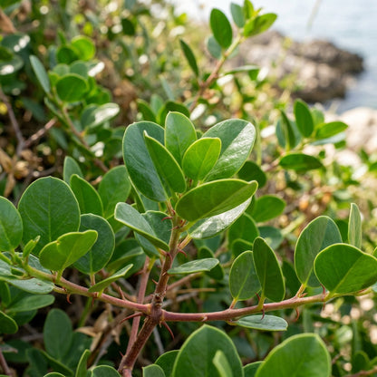Caper Bush Seeds for Planting