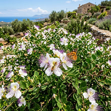 Caper Bush Seeds for Planting