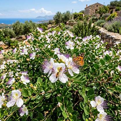 Caper Bush Seeds for Planting