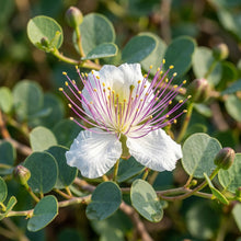 Capparis spinosa (Caper Plant) Seeds for Planting