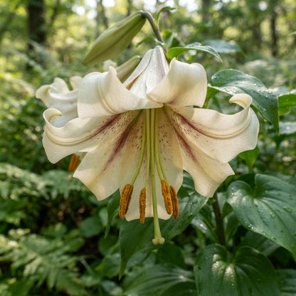 Cardiocrinum giganteum Seeds