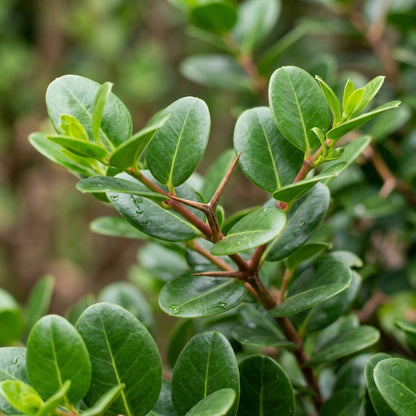 Carissa Macrocarpa Flower Seeds