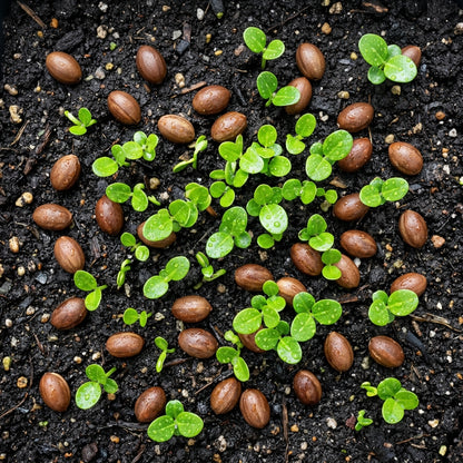 Carissa Macrocarpa Flower Seeds