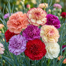 Carnation Giant Mixed Flower Seeds for Garden Planting