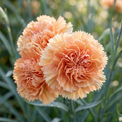Carnation Orange Sherbet Flower Seeds