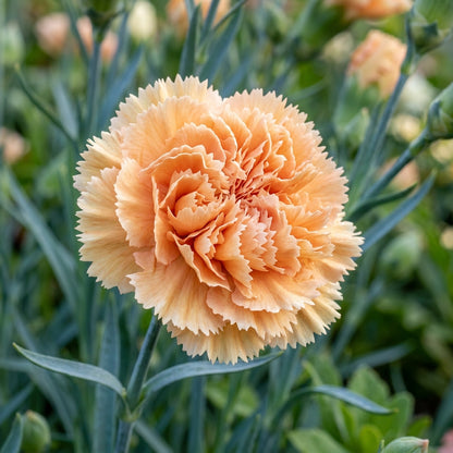 Carnation Orange Sherbet Flower Seeds
