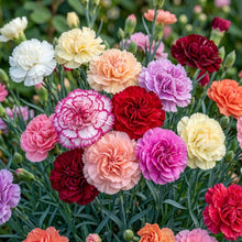 Carnation (Dianthus caryophyllus) Seeds for Planting