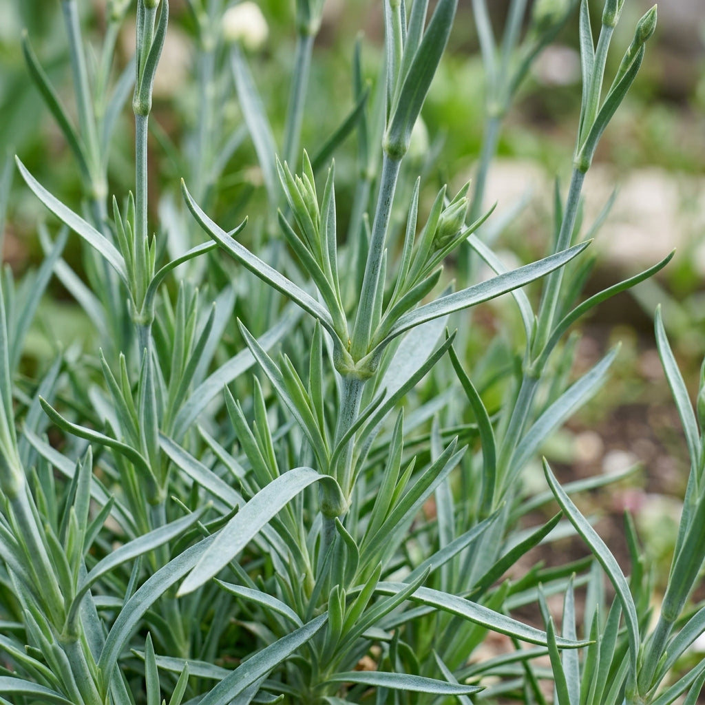 Carnation (Dianthus caryophyllus) Seeds for Planting