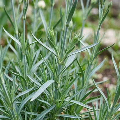 Carnation (Dianthus caryophyllus) Seeds for Planting