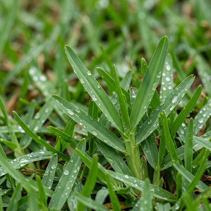 Carpetgrass Seeds for Lawn Coverage - Durable Green Turf Grass Seeds for Landscapes, Pathways & Outdoor Gardens